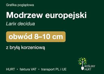Modrzew europejski (Larix decidua) obwód 8-10 cm, z bryłą – HURT