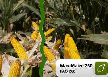 Kukurydza na kiszonkę, biogaz  MaxiMaize FAO 260 Nowość
