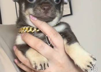 Chihuahua długowłosy piesek choco tan badania DNA rodowód