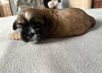 Piesek shih tzu