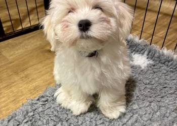 Hawańczyk - JERRY jak ulubiony kot Frediego Mercury