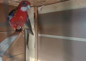 Rozella białoca samiec