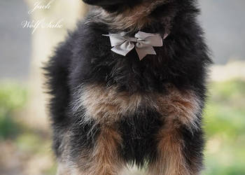 Owczarek niemiecki długowłosy ZKwP FCI z pełną dokumentacją