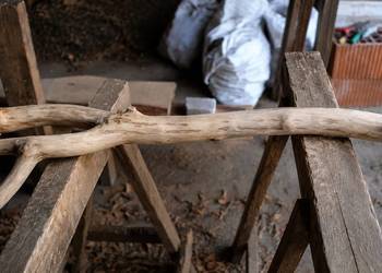 Unikalne pnie dębowe – naturalne drewno z charakterem