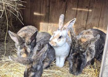 Rex trójbarwny samce