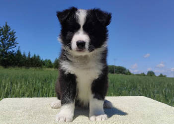 Piękny czarno-biały Border Collie, pies ZAFIR z hodowli, pełna dok.