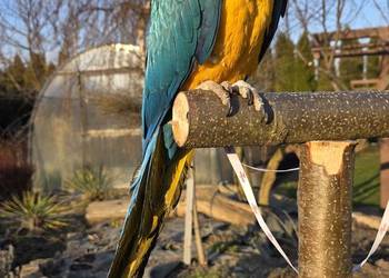 Ara Ararauna Samica ręcznie karmiona