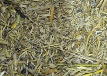 Trawa życica wielokwiatowa odmiana turtetra nasiona trawy