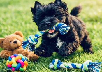 Czarny York Black Yorkshire Terrier. Hodowla z Bajki. Elita.