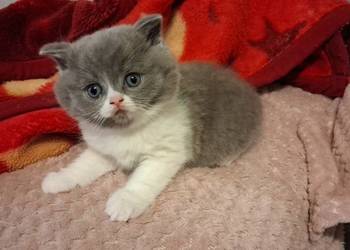 Kotek brytyjski tanio