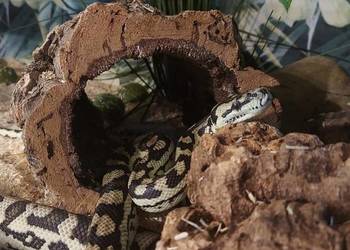 Morelowa Spilota