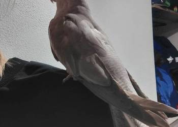 Nimfa oswojona samica