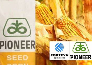 Nasiona kukurydzy Pioneer P9002 - na kiszonkę fao 260-270