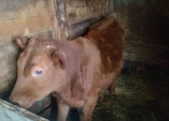 Sprzedam odchowaną jałówkę