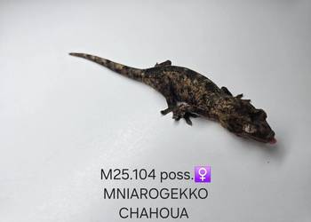 Gekon omszały