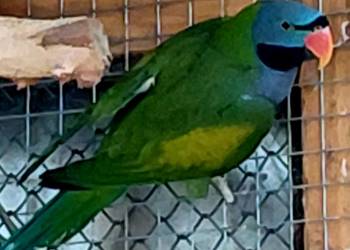 Papugi aleksandrett chinska