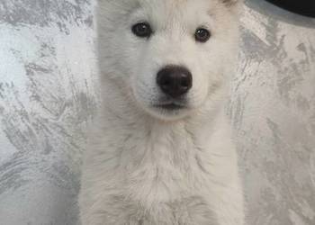 Suczka Siberian Husky brazowooka ZKwP