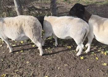 DORPER. Baranki. Owce, tryk, jarki.