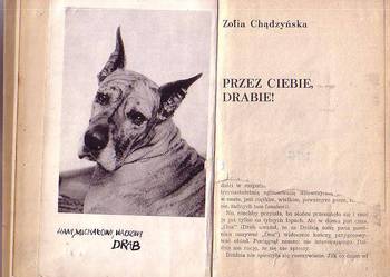 (8597) PRZEZ CIEBIE DRABIE! - ZOFIA CHĄDZYŃSKA
