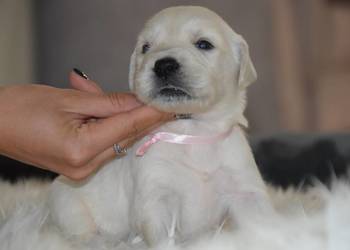 Szczenięta Golden Retriever ZKWP FCI