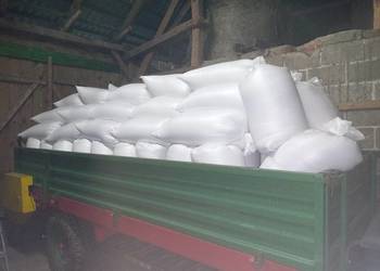 Pszenżyto workowane, dla trzody, drobiu, gołębi, królików itp.