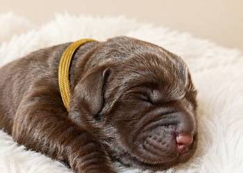 Labrador Retriever- czekoladowy piesek