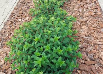 Kora sosnowa Ziemia uniwersalna ogrodowa Obornik