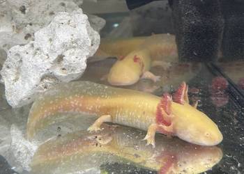 axolotl wodny smok lemon, albino i wild z 2024