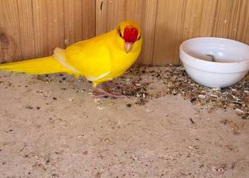 Papugi kozy KAKARKI Modrolotki Czerwonoczelne