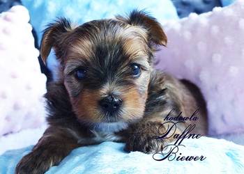 York Ocean Pearl Yorkshire Terrier