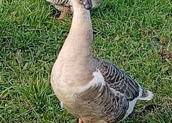 Gęsi landers i garbonose