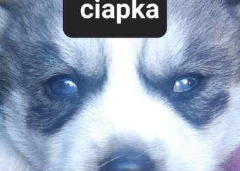 Syberiany husky mlode