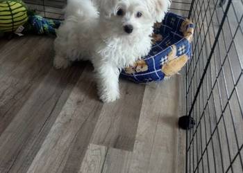 Maltańczyk szczeniaczek