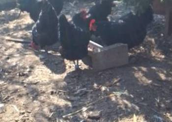 Sprzedam jaja lęgowe kur rasy austrolorp