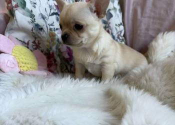 CHIHUAHUA PIĘKNA KRÓTKOWŁOSA SUNIA DO ODBIORU