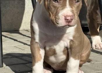 American bully xl szczeniak