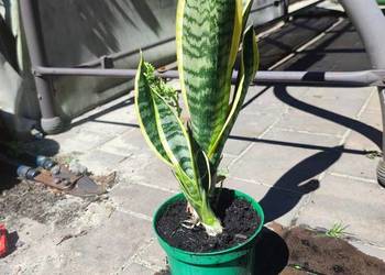 * Sanseveria * Języki teściowej*