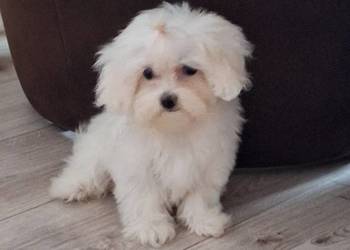 Maltanczyk szczeniak odchowana suczka z rodowodem