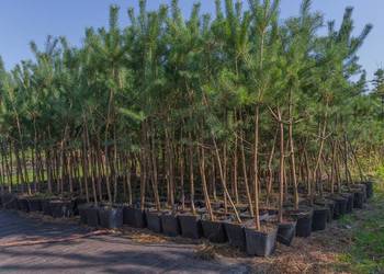 Sosna pospolita (Pinus sylvestris) w donicy 120-150 cm – HURT