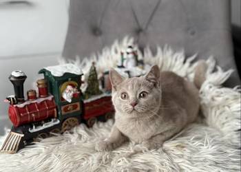 płowy brytyjski kocurek