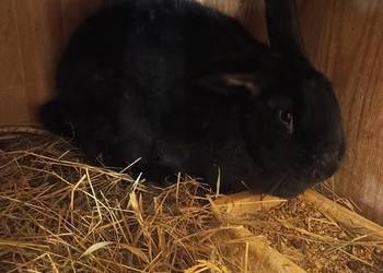 Sprzedam samice wiedyńską