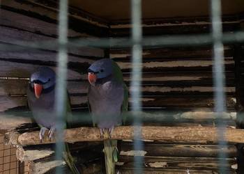 Aleksy chinskie samce