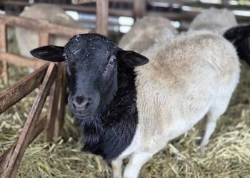 Baranek DORPER. Tryk, Jarek, Owce, baranki.