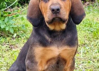 Szczeniak Ogar Polski FCI