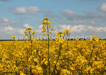 Działka Henrykowo 1470 metrów