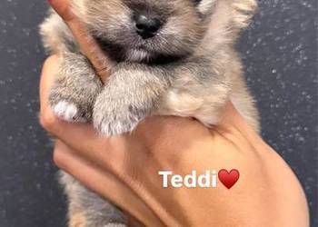 Szpic miniaturowy (Pomeranian) – samiec typu MIŚ