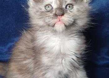 Maine Coon kotka do hodowli  rodowód FPL
