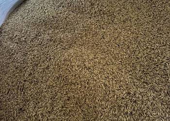 Sprzedam owies jary 1 rok po centrali - Refleks