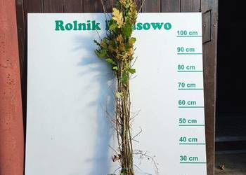 Sadzonki Dębu 80 cm - 120 cm.