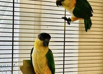 Para Barwinek 2025 rok